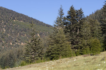 Obraz premium Highland plateau in cedar forest. Mountain way, Turkey