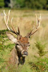 Red Deer - Rut Time.