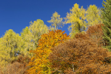 Autumn forest, Adamello Brenta Natural Park, Italy