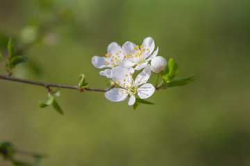 Obraz na płótnie Canvas springtime cherry tree