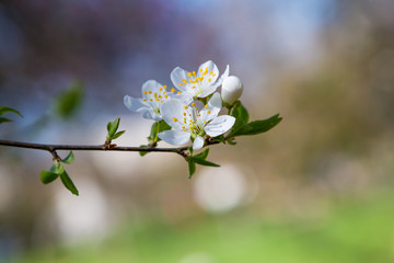 springtime cherry tree