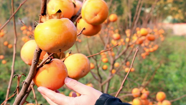 Farmer checking japanese persimmon in a orchard, sharon fruit