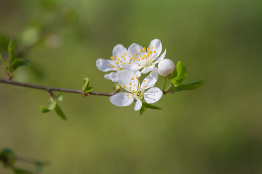 springtime cherry tree