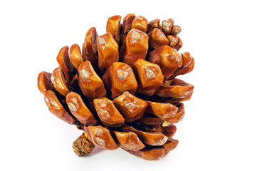 Pine cones on white background. Close-up