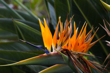 Blooming flower of tropical Strelitzia reginae