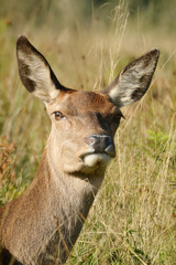 Fototapeta premium Red Deer - Rut Time.