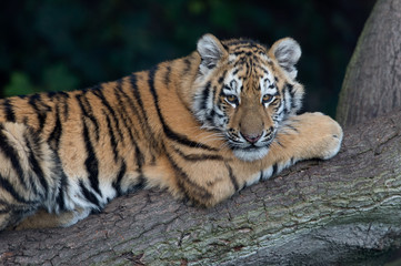 Naklejka premium Siberian Tiger Cub (Panthera Tigris Altaica)/Siberian Tiger Cub resting on fallen tree in dark forest