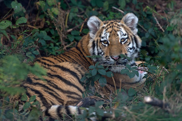 Siberian Tiger Cub (Panthera Tigris Altaica)/Siberian Tiger Cub resting in thick green foliage