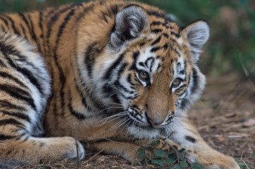 Fototapeta na wymiar Siberian Tiger Cub (Panthera Tigris Altaica)/Close up portrait of Siberian Tiger Cub