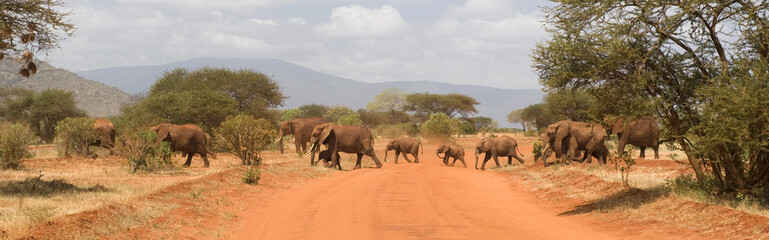 Elephants in Tsavo East National Park - obrazy, fototapety, plakaty
