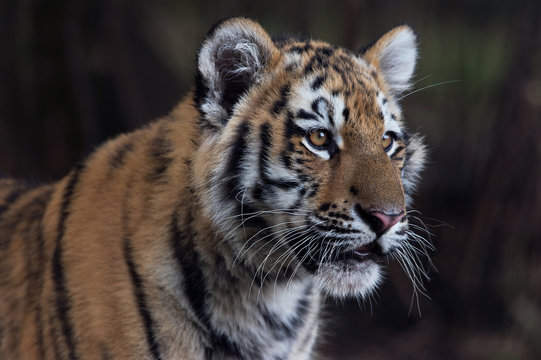Siberian Tiger Cub (Panthera Tigris Altaica)/Close up portrait of Siberian Tiger Cub