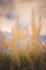 Fototapeta premium Flower of grass growing up near the road