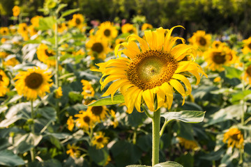 Fototapeta premium Closeup of the blossom sunflower in the garden 2