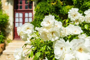 Bush of beautiful roses in a garden