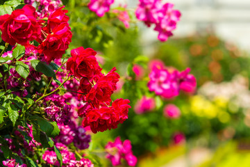 Bush of beautiful roses in a garden