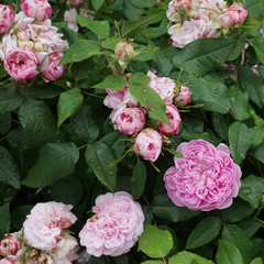Blooming pink garden roses