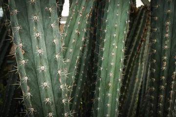 Schilderijen op glas Closeup of the thorn of cactus texture © wat_amore