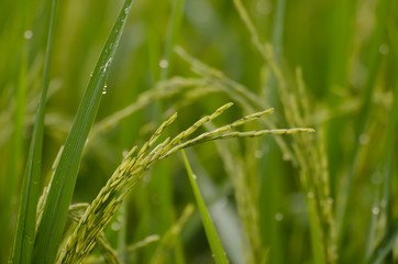 The water drop on rice leaf and rice close up