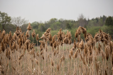 Landscape marsh land with bulrushes