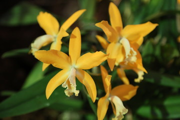 Gelbe Cattleya