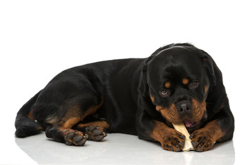 Fototapeta premium Rottweiler mit Knochen