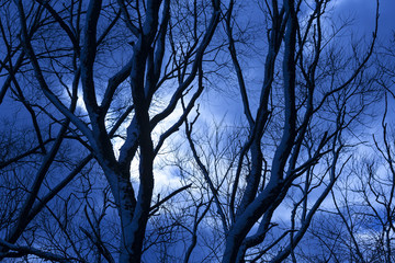 The tops of trees, dramatic mood in landscape.

