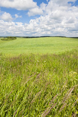Agricultural landscape, blue sky on the horizon, beautiful weather.
