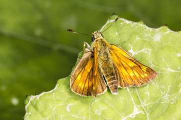 Ochlodes venatus (Ochlodes sylvanus), Large skipper butterfly from Lower Saxony, Germany, Europe
