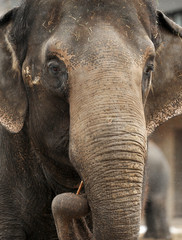 Fototapety  Duży profil słonia