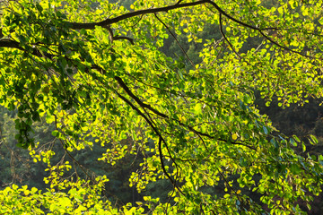 Branches