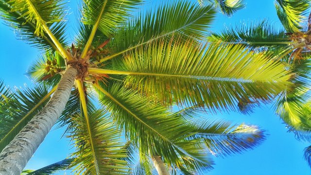 Coconut palm tree perspective view against blue sky