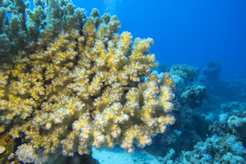Naklejka na ściany i meble coral reef with great soft coral in tropical sea, underwater