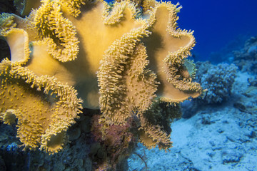 coral reef with great yellow mushroom leather coral , underwater