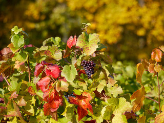 herbst im weinberg