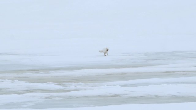 Arctic fox runs across frozen tundra.