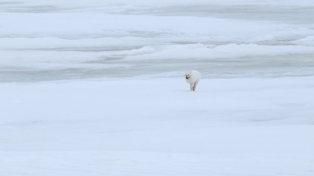 Arctic fox runs across frozen tundra. Pan