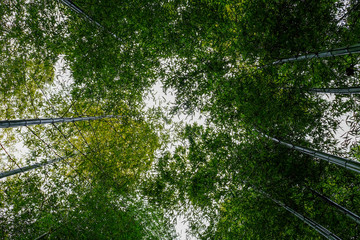 Lot of bamboo in forest
