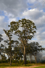 Karge Baumlandschaft und Marktplatz in Kambodscha