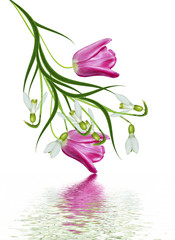 spring flowers tulips isolated on white background