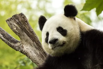 Crédence de cuisine en verre imprimé Panda Panda endormi