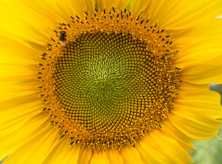 Closeup of Sunflower