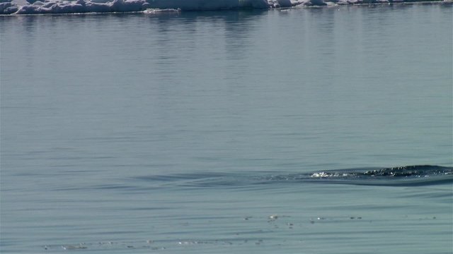 Narwhal swimming through the Arctic ocean.