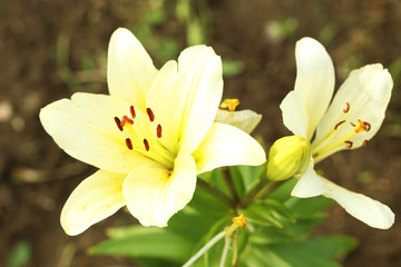 Beautiful spring flowers in the garden