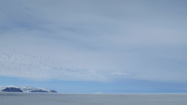 Flock of birds flying over the Arctic landscape.