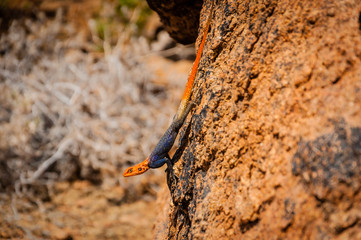 Regenbogen Agame – Eidechse auf Gestein; Namibia