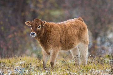 calf grazing
