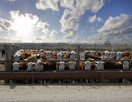 Hereford Cattle In The Trough