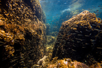 Underwater Scene with Overgrown Rocks and Little Fish