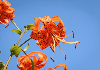 Tiger Lily flower on a background of blue sky, Russia