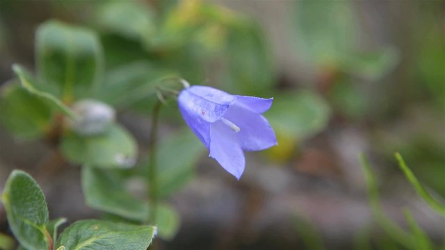 Blue Chips Bellflower in Newfoundland & Labrador.
